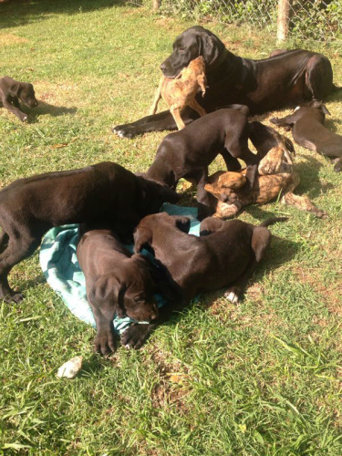 Great dane puppies - Biashara Kenya