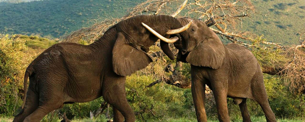 elephant-Ol-Donyo-Lodge-chyulu-hills-kenya-safari5