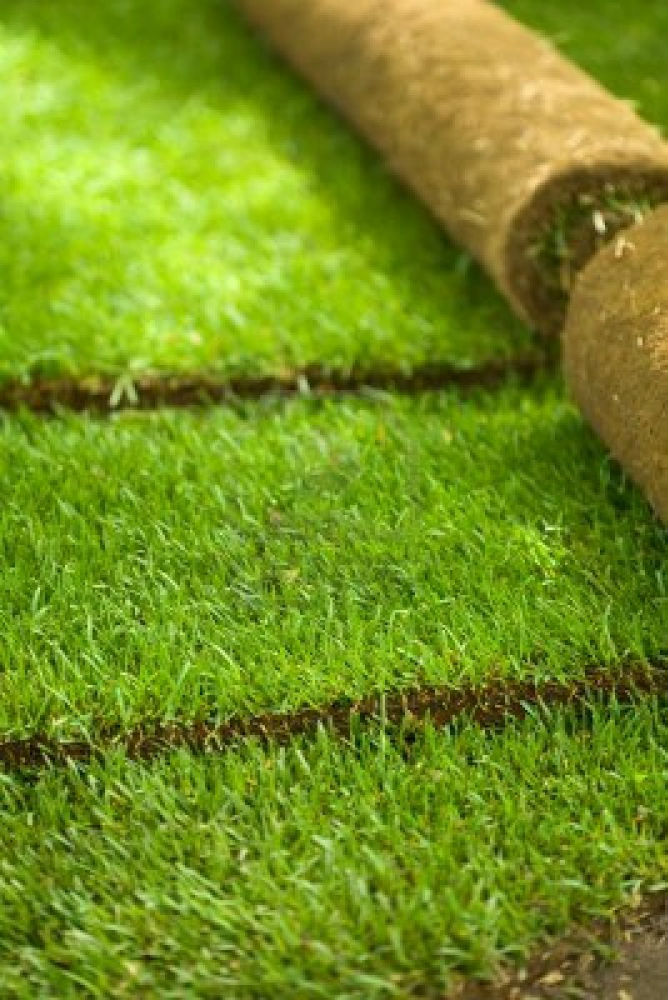 7022739-turf-grass-rolls-partially-unrolled-revealing-a-fresh-green-lawn-shallow-depth-of-field