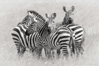 ZEBRAS