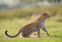 Maasai-Mara-Leopard-4