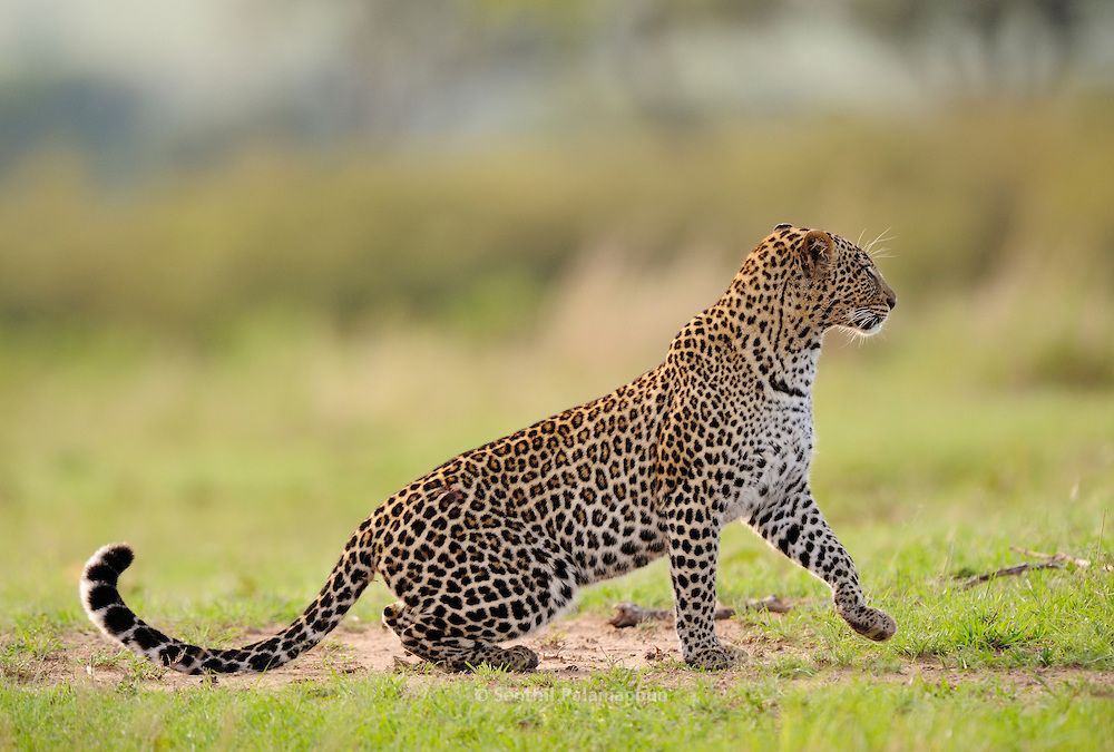 Maasai-Mara-Leopard-4