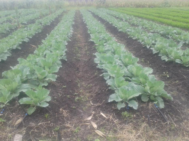 1001985905_5_644x461_drip-irrigation-services-and-supplies-at-pocket-friendly-cost-8ksh-nairobi_rev002