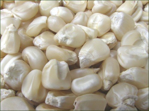 White-Maize