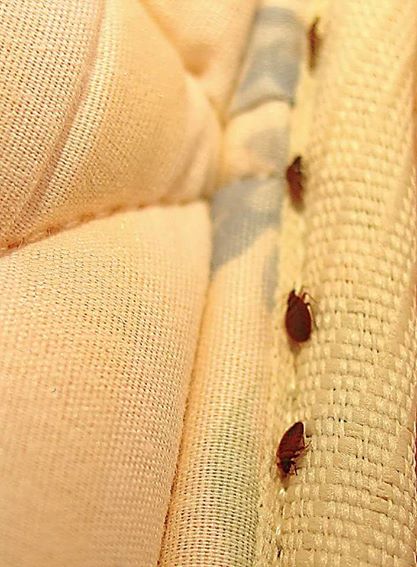 bedbugs6