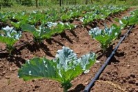 contemporary-drip-irrigation-systems-for-system-manufacturer-from-nashik-plans-12