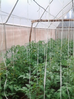 inside green house