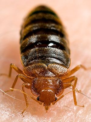 photogallery_get_rid_of_bedbugs_01_full