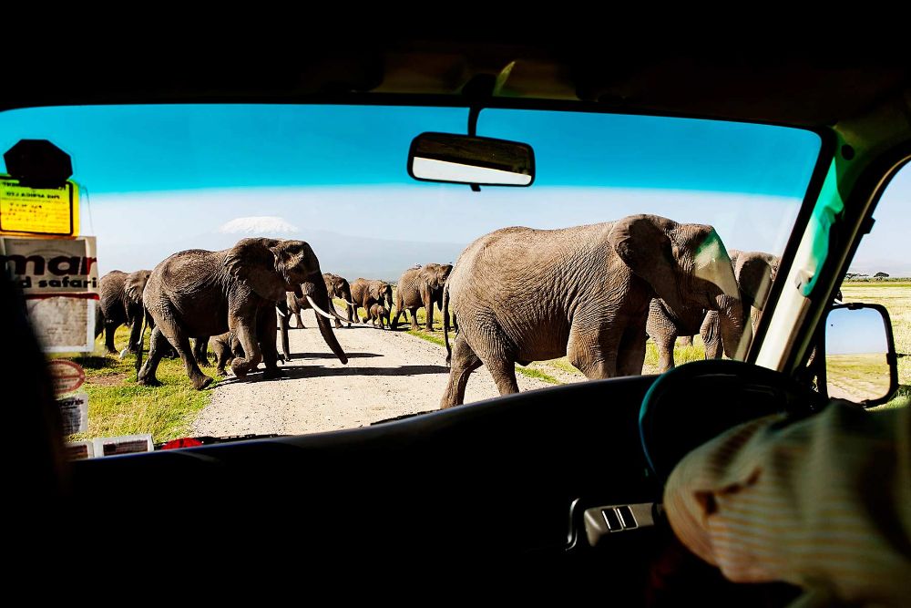 game drive elephants crossing