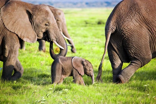 Kenya_AmboseliWildlifeElephant2