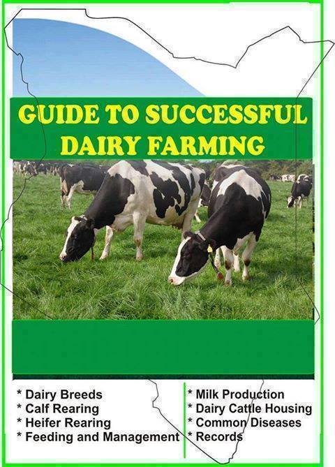 GUIDE TO SUCCESSFUL DAIRY FARMING - Biashara Kenya