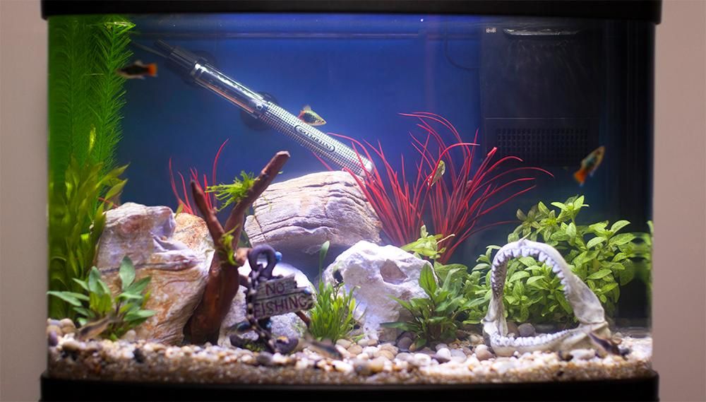 Amazing-Betta-Fish-Tank-Heaters