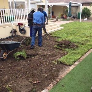 kikuyu grass sods