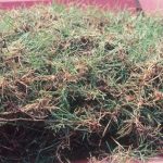 Kikuyu grass sprigs