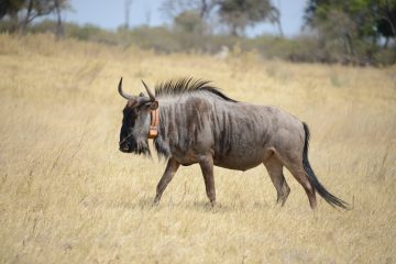 Samburu National Reserve Kenya,,,