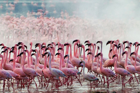 lake-nakuru-flamingos-36 (1)