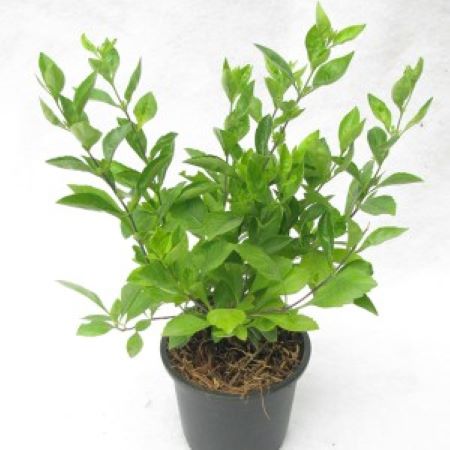 green-duranta