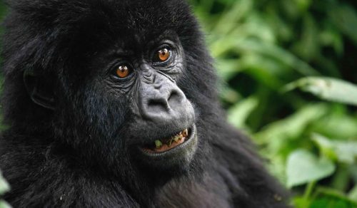 gorilla-safari-tours-in-uganda