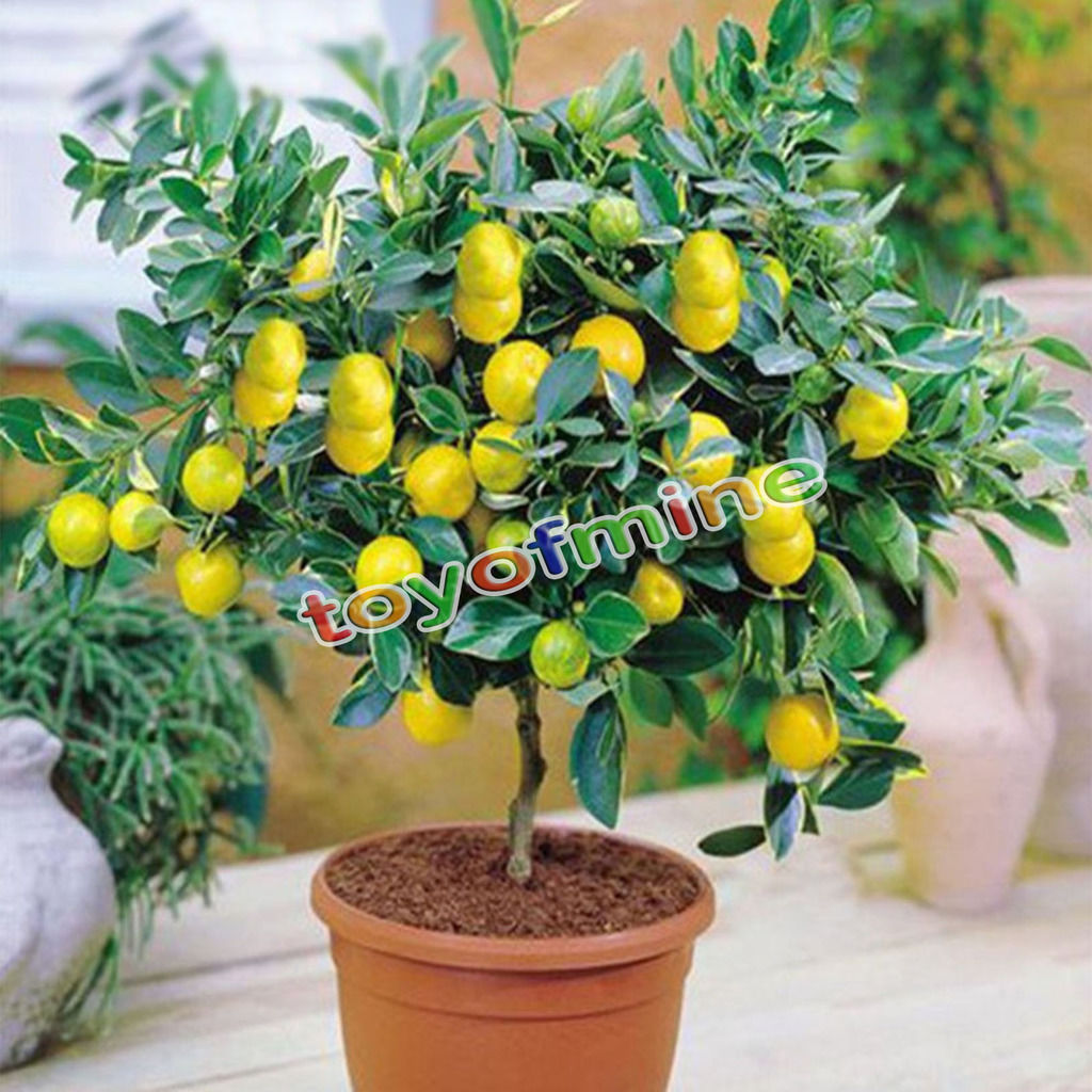 lemon tree with fruit