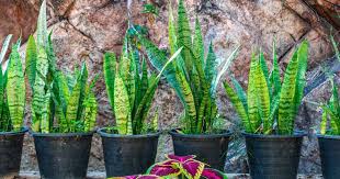 snake plants 2