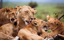 Masai_Mara_National_Reserve_082
