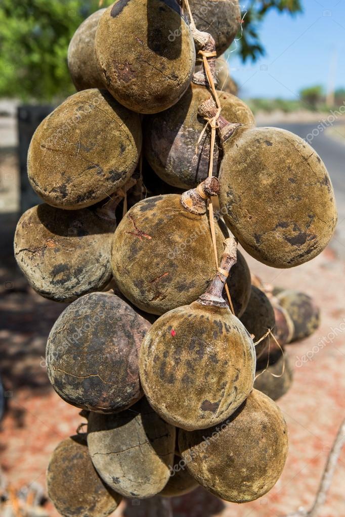 dried-baobab-fruits