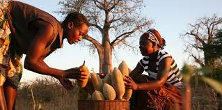 FARMERS HARVESTING BAOBAB