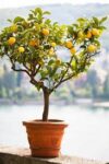fruiting lemon tree in a pot