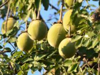 BAOBAB FRUIT HANGING FROM THE TREE