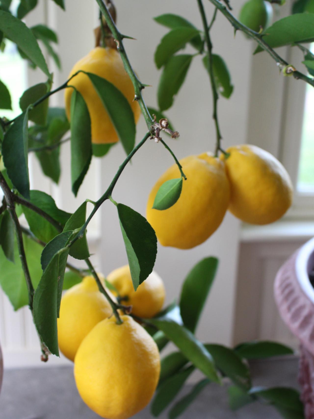 lemon tree branch loaded with fruit