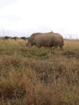 nairobi national park