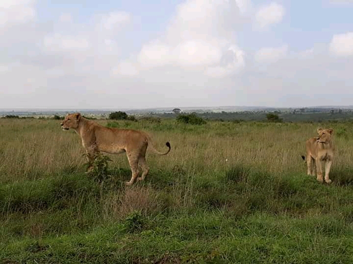 hunting time masai mara