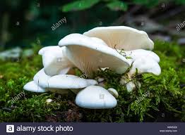 oyster mushrooms growing wild