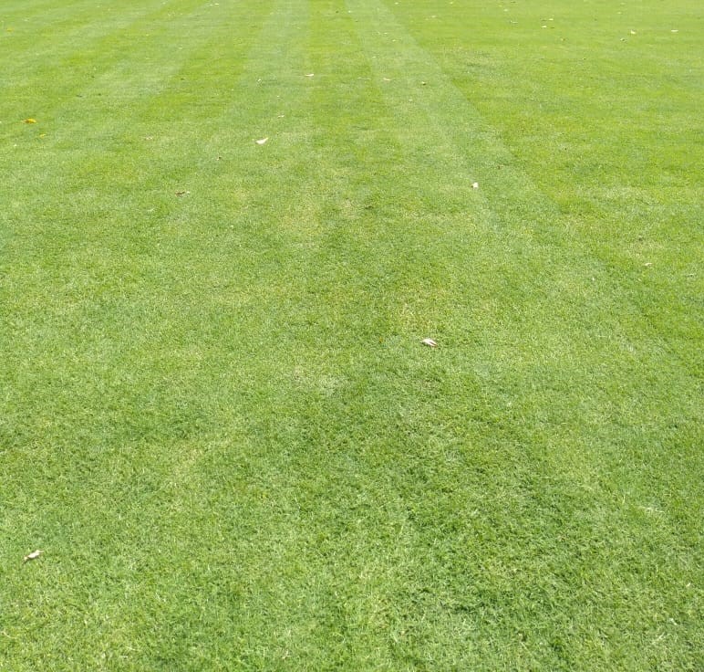 Tifsport Grass