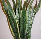 snake plant to purify the air