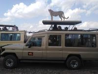 Safari-4x4-landcruiser-jeep-transfer